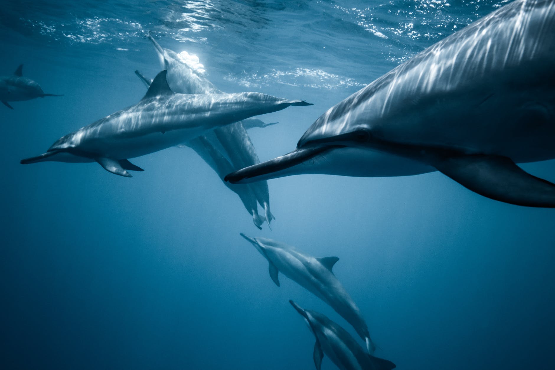 photo of pod of dolphins