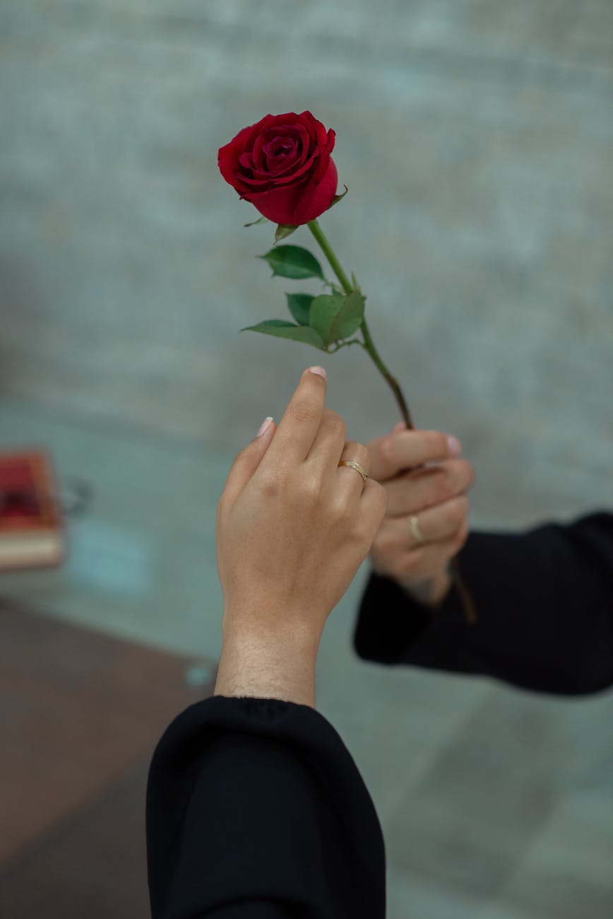 crop faceless man presenting red rose to girlfriend